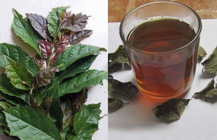 Sử dụng cây xạ đen có tác dụng chữa bệnh như thế nào?