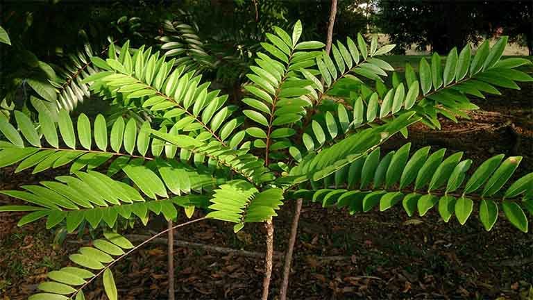 Công dụng của cây mật nhân với sức khỏe con người