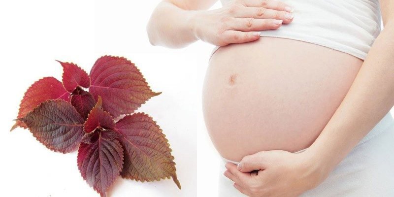 Bà bầu có ăn được lá tía tô không?