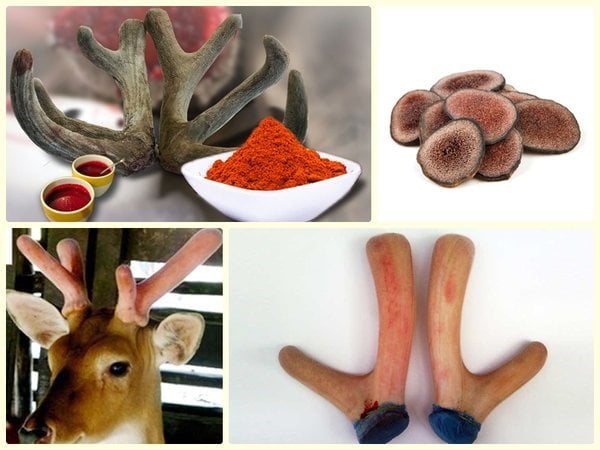 Công dụng chữa bệnh của nhung hươu