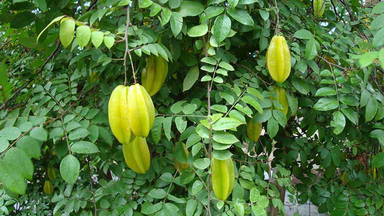 Ăn khế chua có tốt cho sức khỏe không?