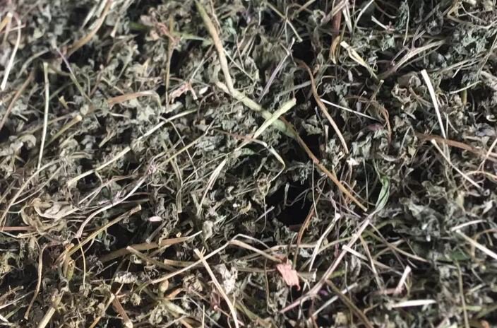 Công dụng của cây mần ri đối với sức khỏe