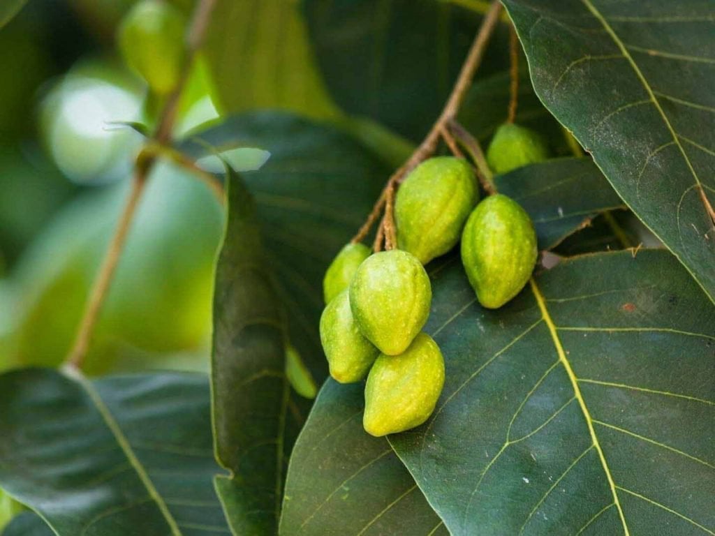 Kha tử là gì? Cây, quả kha tử có tác dụng gì?