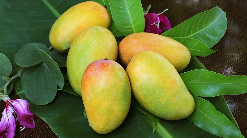 Mẹ bầu ăn xoài xanh được không?