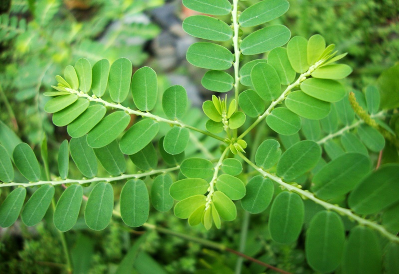 Tác dụng của diệp hạ châu không phải ai cũng biết