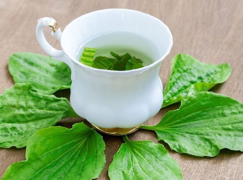 Bông mã đề có tác dụng gì đối với sức khỏe ?