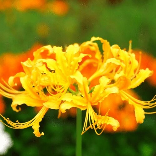 Hoa bỉ ngạn là gì? Ý nghĩa các màu hoa bỉ ngạn