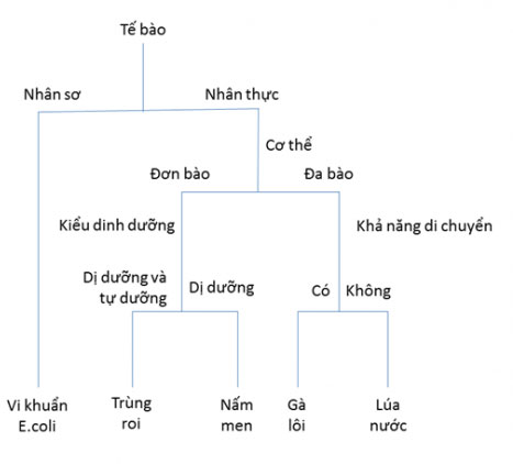 Giải KHTN Lớp 6 Bài 23: Thực hành xây dựng khóa lưỡng phân