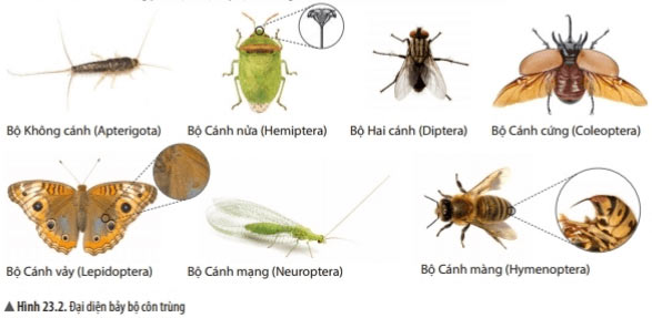 Giải KHTN Lớp 6 Bài 23: Thực hành xây dựng khóa lưỡng phân