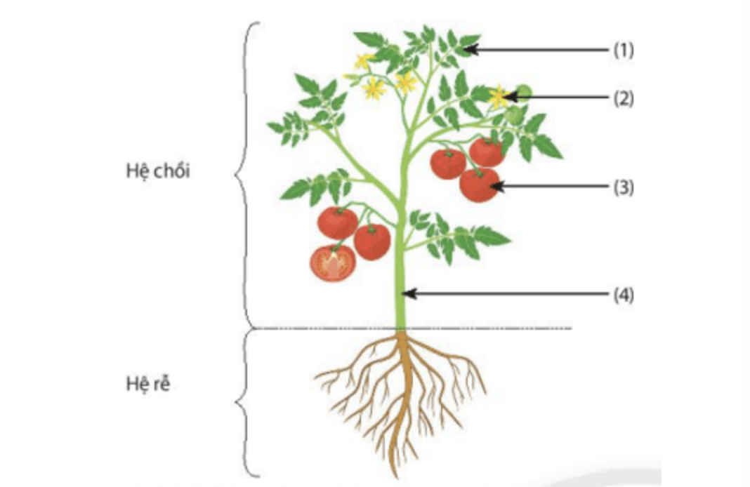 Giải KHTN Lớp 6 Bài 20: Các cấp độ tổ chức trong cơ thể đa bào