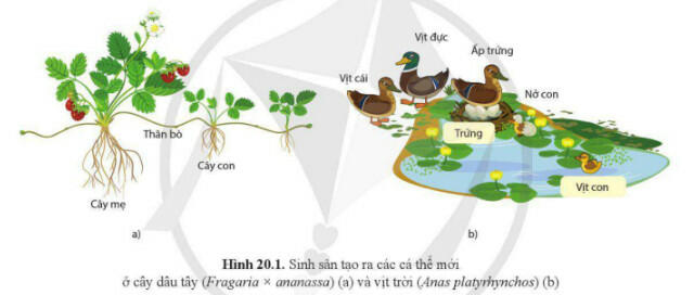 Tóm tắt lý thuyết Sinh học 11 bài 20 ngắn gọn, đầy đủ nhất