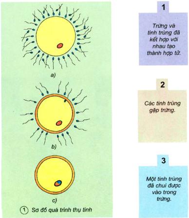 Khoa học lớp 5 bài 4 Cơ thể chúng ta được hình thành như thế nào?