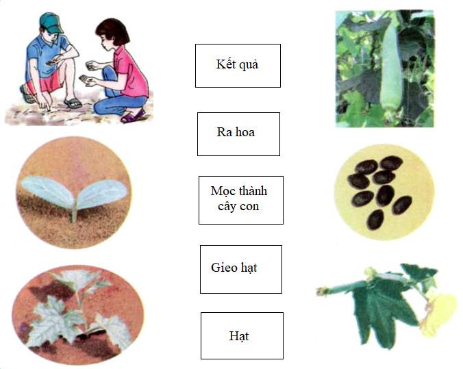 Giải Vở bài tập Khoa học 5 bài 53: Cây mọc lên từ hạt chi tiết