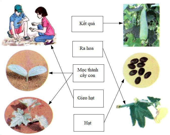 Giải Vở bài tập Khoa học 5 bài 53: Cây mọc lên từ hạt chi tiết