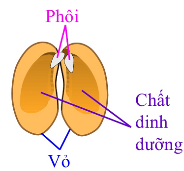 Giải Khoa học 5 bài 53: Cây con mọc lên từ hạt