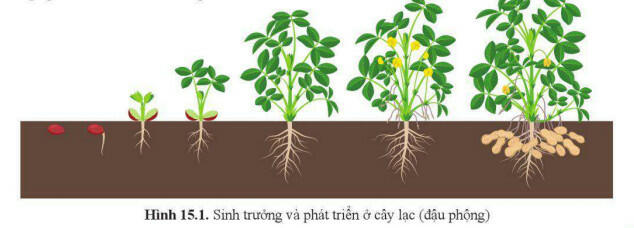 Tóm tắt lý thuyết Sinh học 11 bài 15 ngắn gọn, đầy đủ nhất