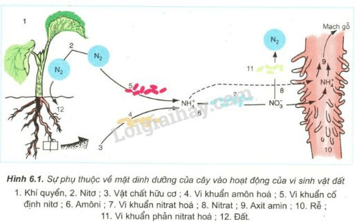 Các dạng nitơ có trong đất là gì? - Sinh học lớp 11