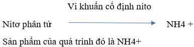 Các dạng nitơ có trong đất là gì? - Sinh học lớp 11