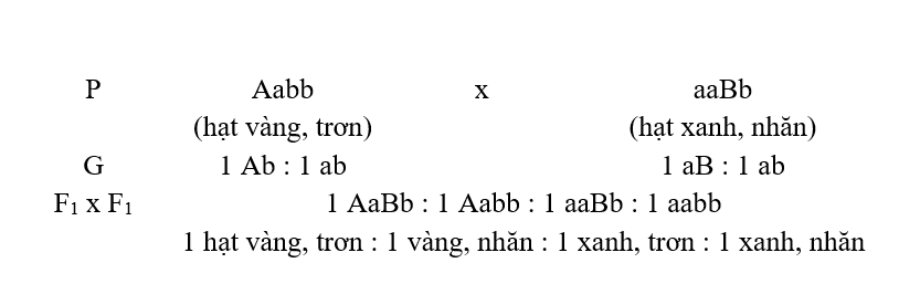 Định luật phân ly độc lập góp phần giải thích hiện tượng?
