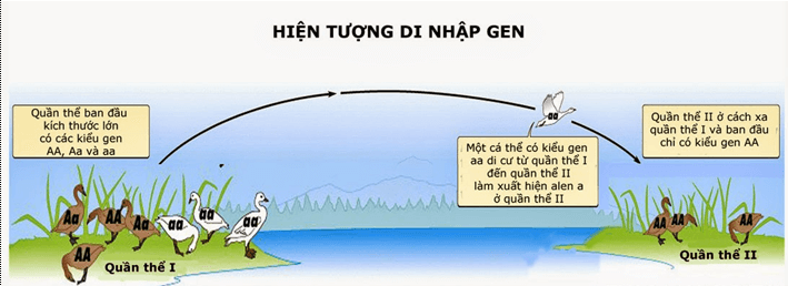Sinh học 12 bài 26: Học thuyết tiến hoá tổng hợp hiện đại