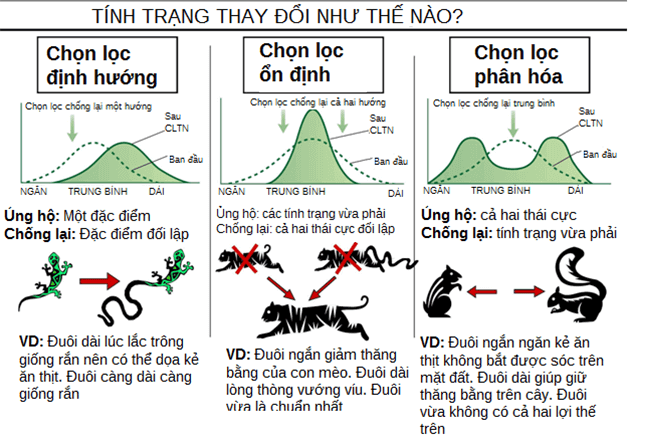 Sinh học 12 bài 26: Học thuyết tiến hoá tổng hợp hiện đại