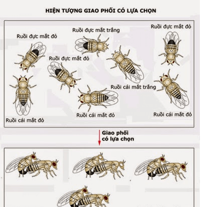 Sinh học 12 bài 26: Học thuyết tiến hoá tổng hợp hiện đại