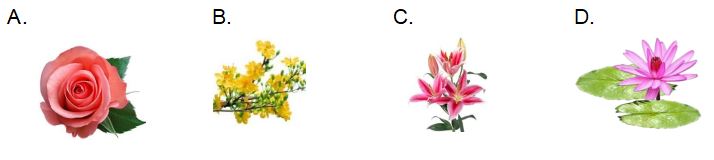 Bộ đề luyện thi Trạng nguyên Tiếng Việt lớp 1 có đáp án mới nhất