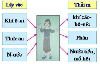 Giải Khoa học lớp 4 bài 2: Trao đổi chất ở người chi tiết