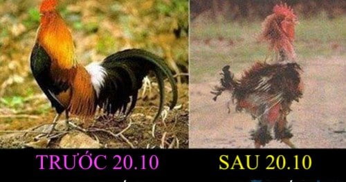 Hình ảnh đòi quà 20/10 bá đạo, hài hước nhất năm 2024