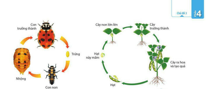 Tóm tắt lý thuyết Sinh học 11 bài 15 ngắn gọn, đầy đủ nhất
