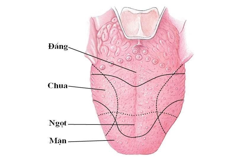 Nguyên nhân và cách khắc phục mất cảm giác ở lưỡi