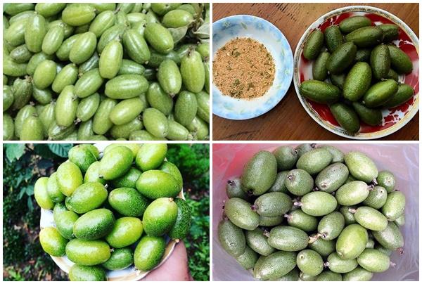 Quả nhót là quả gì, bán ở đâu? Ăn quả nhót như thế nào?