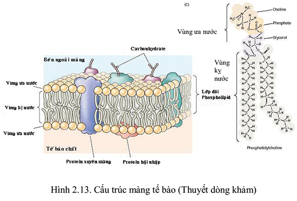 Lý thuyết cấu trúc của tế bào nhân thực  Sinh 10 Cánh diều  SGK Sinh 10   Cánh diều