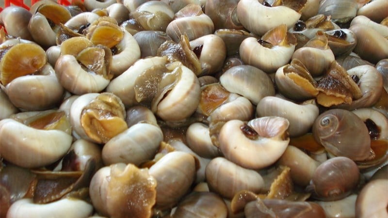 Cách bảo quản ốc mỡ