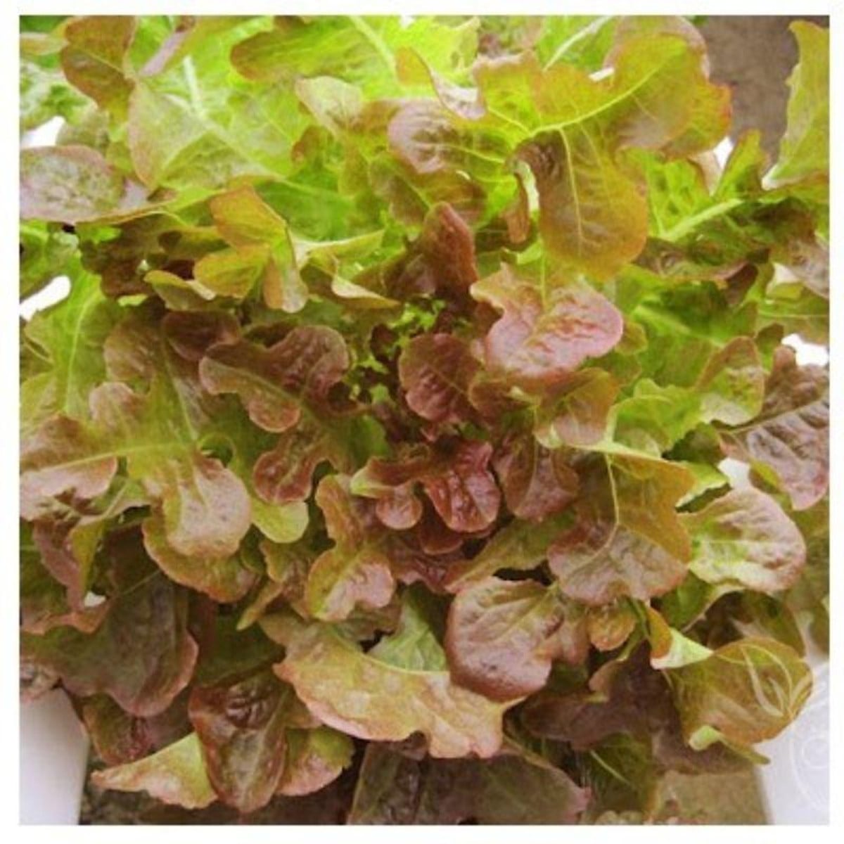 Ăn rau xà lách có tốt cho sức khỏe không?
