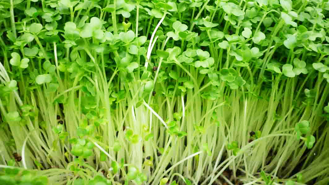 Có nên cho trẻ ăn rau mầm hay không?