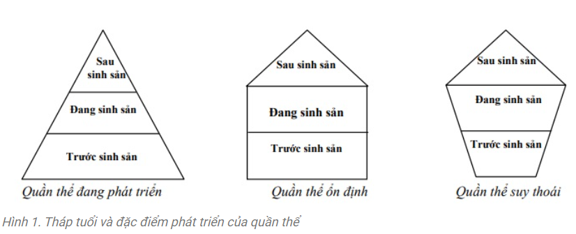 Quần thể là gì? Các đặc trưng của quần thể?