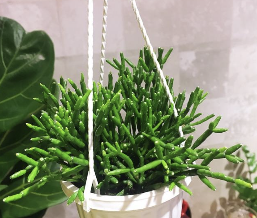 Các công dụng của cây gạc nai mà không phải ai cũng biết
