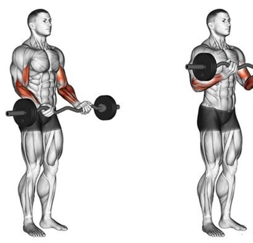 Cách làm bắp tay to ra với bài tập EZ Bar Curl phổ biến