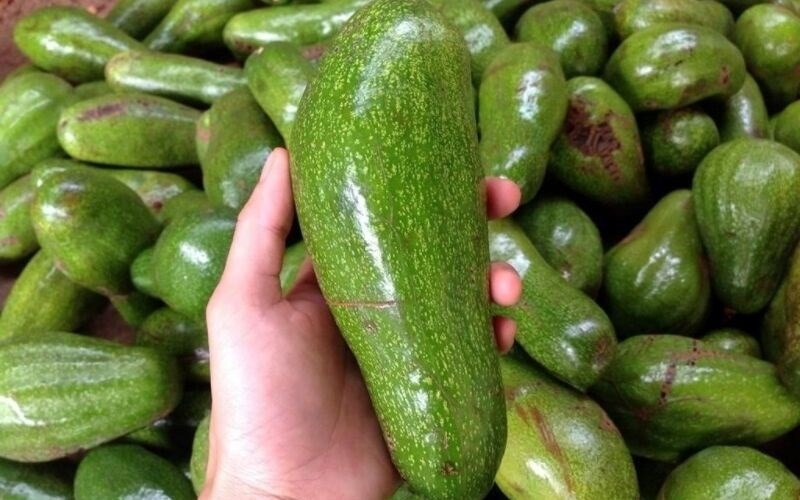 Bơ sáp có mấy loại? Cách phân biệt bơ sáp và bơ nước