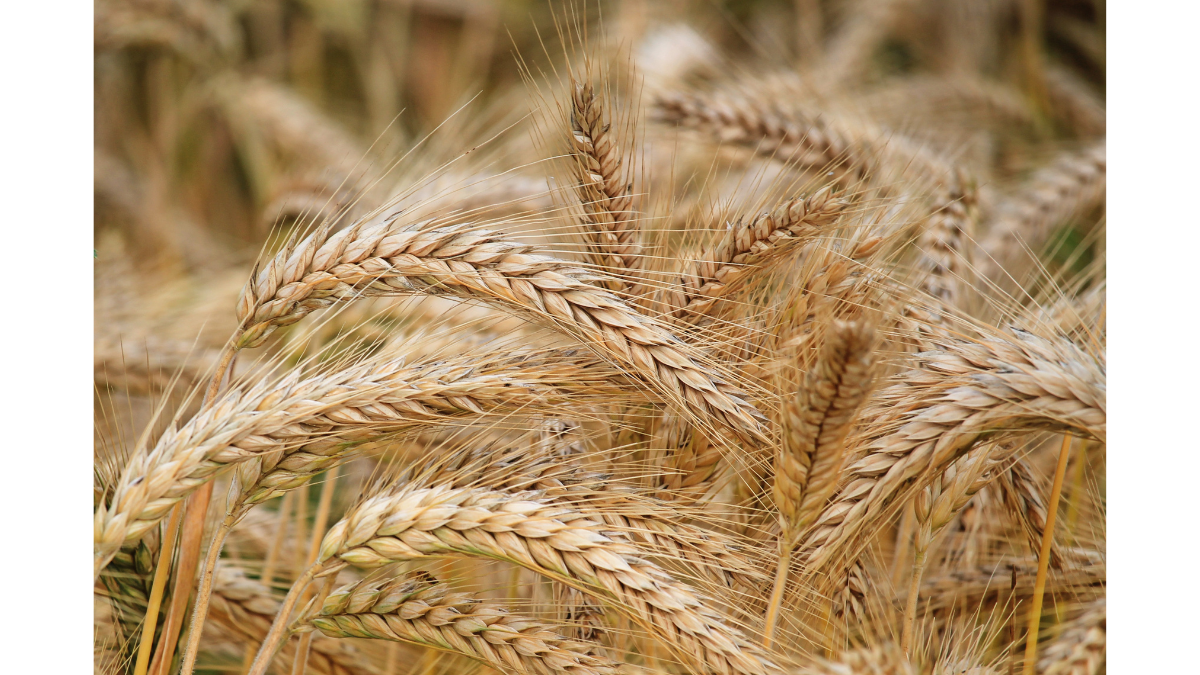 Lúa mạch là gì? Phân biệt lúa mạch và lúa mì