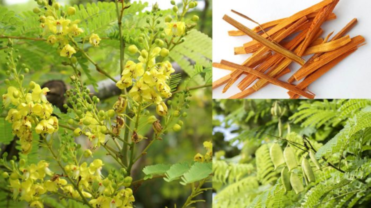 Tô mộc là gì? Những tác dụng chữa bệnh cần biết của Tô mộc