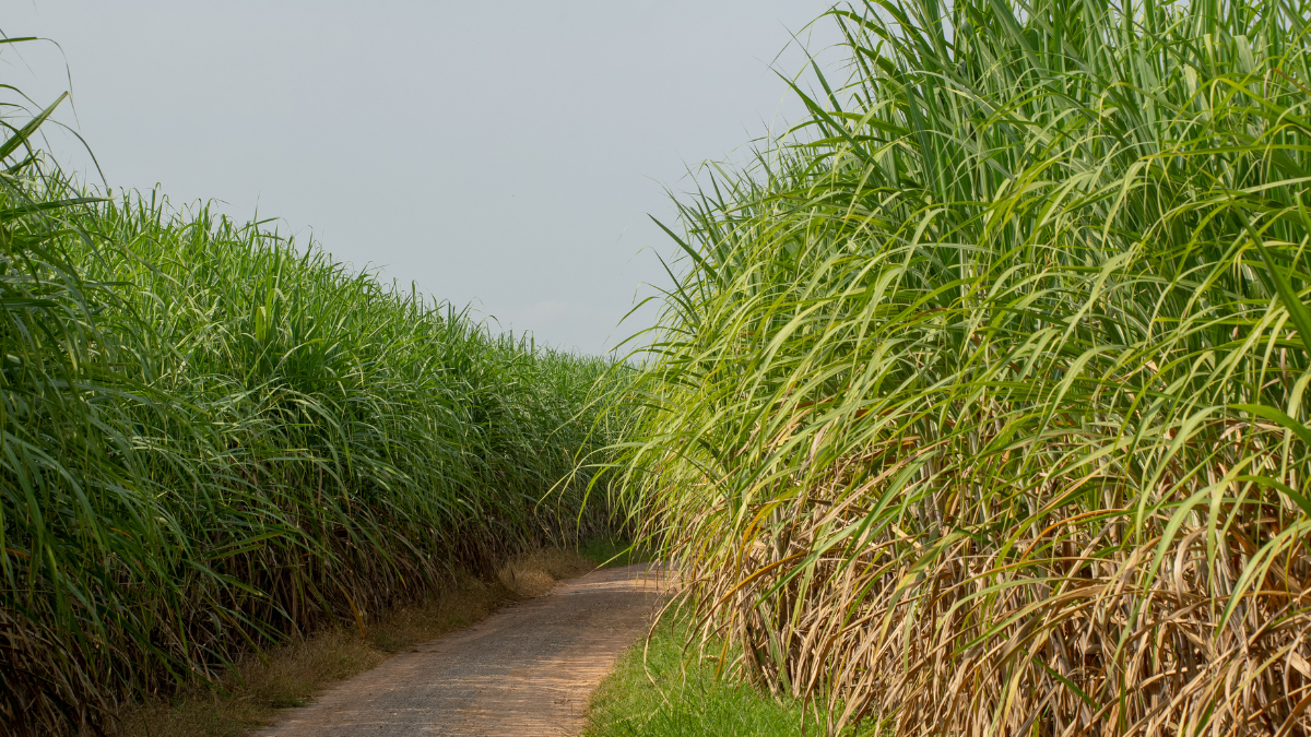 Ăn mía có lợi cho sức khỏe hay không theo kinh nghiệm dân gian?