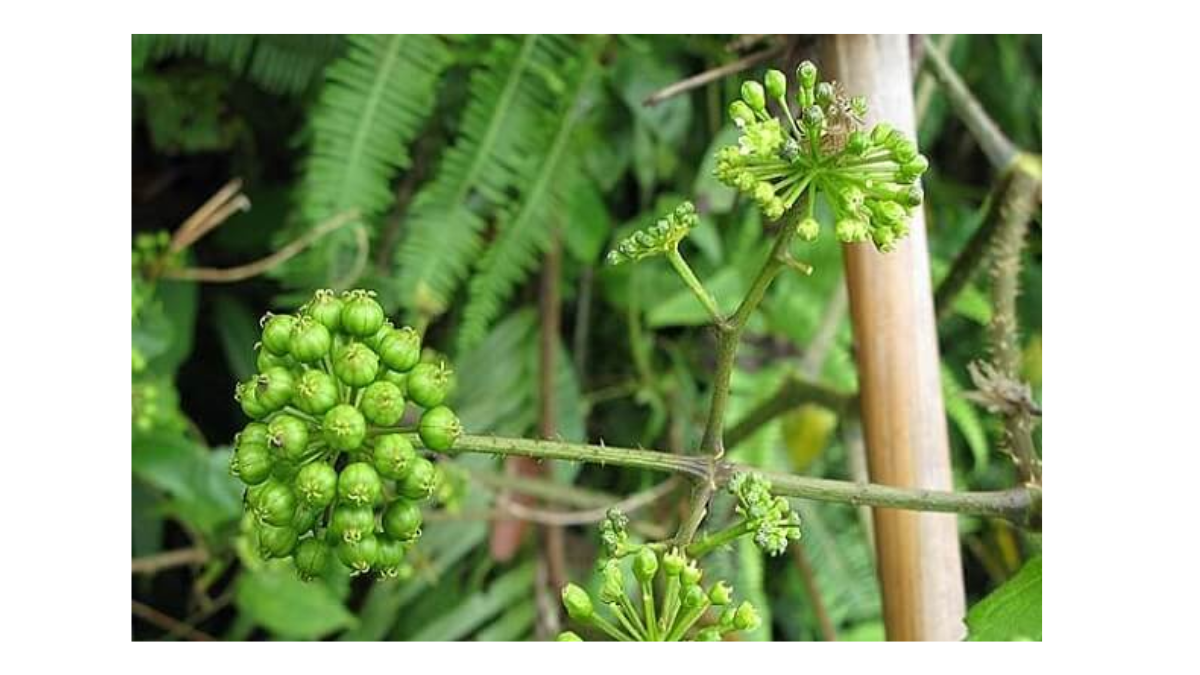 Tác dụng của cây đơn châu chấu mà không phải ai cũng biết