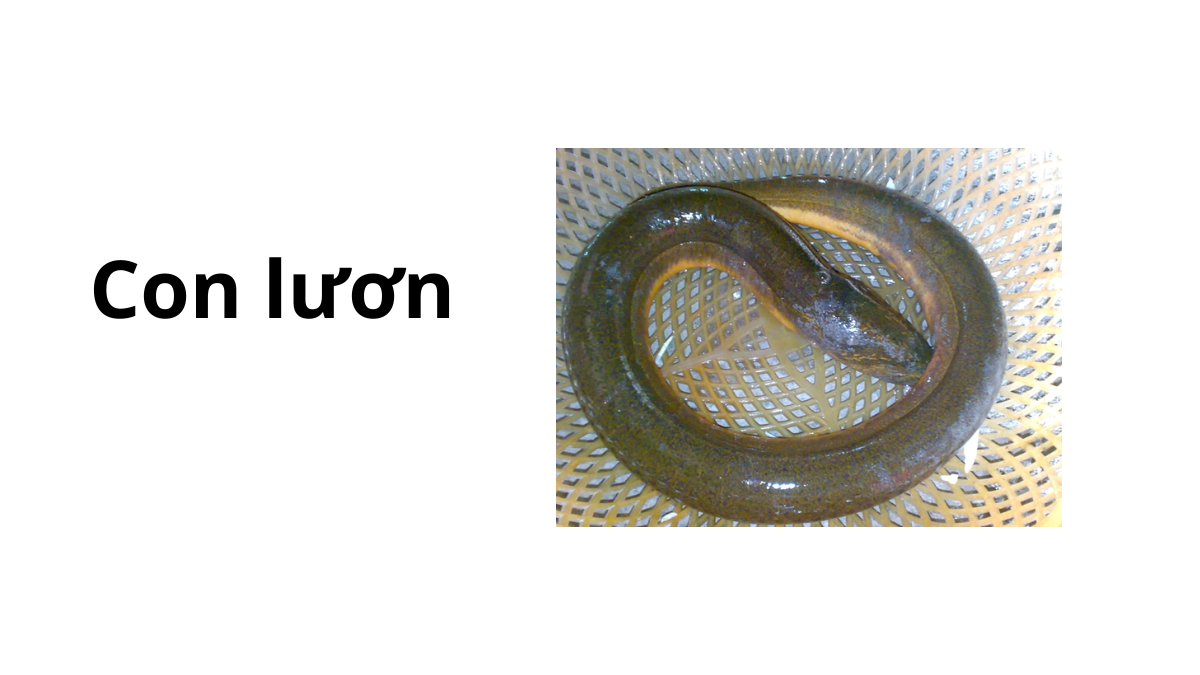 Mẹo phân biệt lươn đồng và lươn nuôi