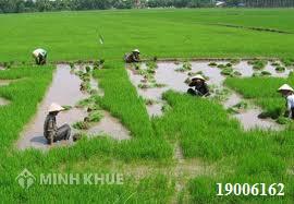Tư vấn chuyển nhượng đất ruộng ?