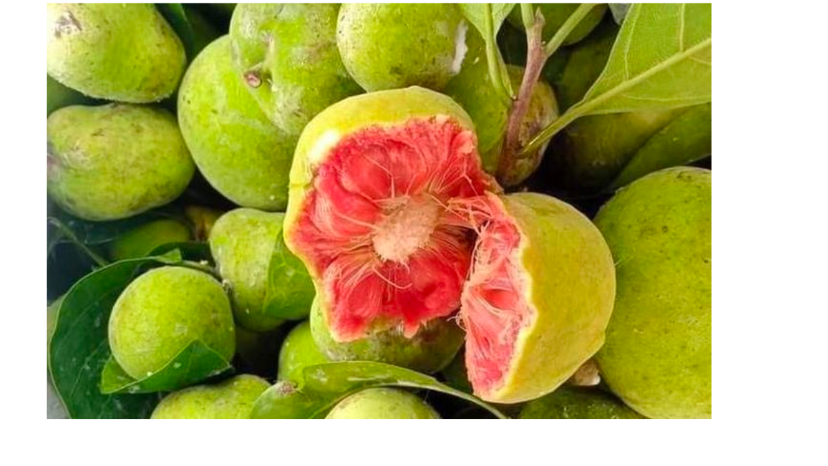 Quả chay là quả gì, bán ở đâu?