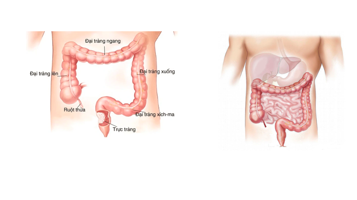 Quá trình tiêu hóa thức ăn ở ruột non như thế nào?