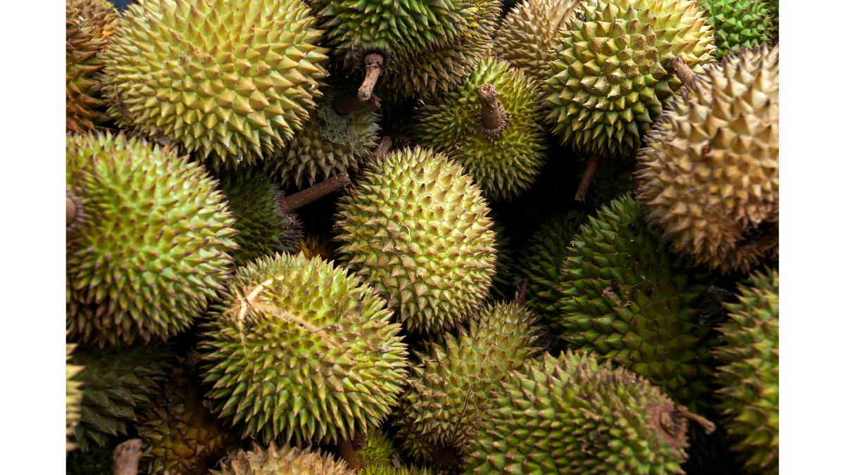 Cách ủ sầu riêng nhanh chín tự nhiên, an toàn không cần dùng thuốc