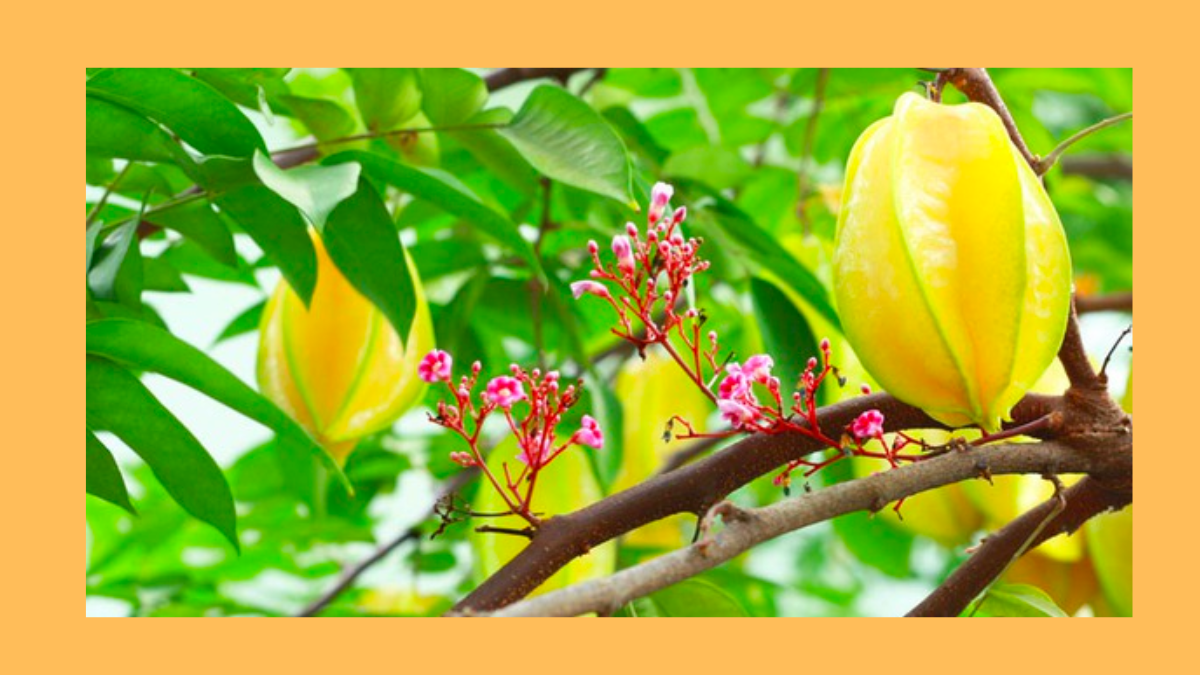 Công dụng bất ngờ của cây khế mà không phải ai cũng biết
